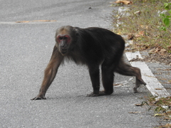 Macaca arctoides