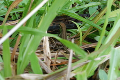 Mys' Rainbow Skink photo 4