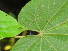 Clitumninae