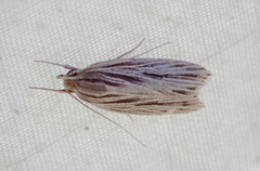 Leistarcha scitissimella