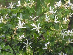 Bauhinia forficata