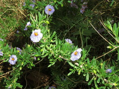 Lycianthes lycioides