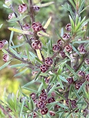 Kunzea linearis