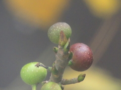 Ficus erecta erecta