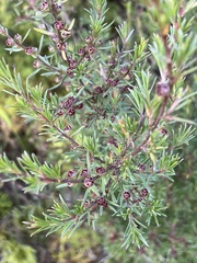 Kunzea linearis