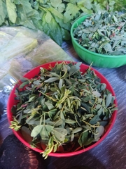 Crotalaria longirostrata