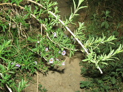 Lycianthes lycioides
