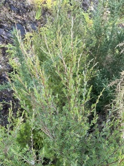 Kunzea linearis