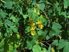 Tropaeolum seemannii