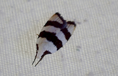 Zonopetala divisella