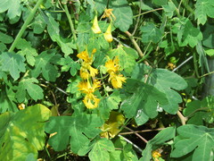 Tropaeolum seemannii