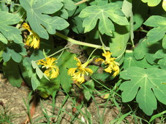Tropaeolum seemannii