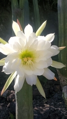 Trichocereus macrogonus