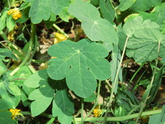 Tropaeolum seemannii