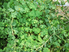 Tropaeolum seemannii