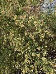 Baccharis halimifolia