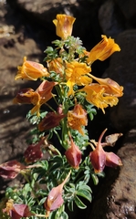 Tropaeolum polyphyllum