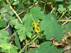 Tropaeolum seemannii