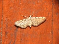 Lamprosema