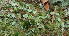 Cladonia chlorophaea