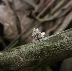 Xylaria flabelliformis