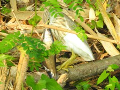 Notopterus notopterus