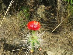 Corryocactus melanotrichus
