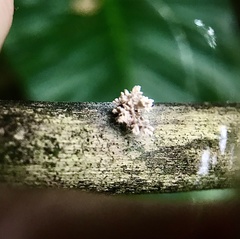 Xylaria flabelliformis