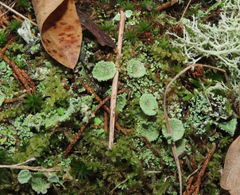 Cladonia chlorophaea
