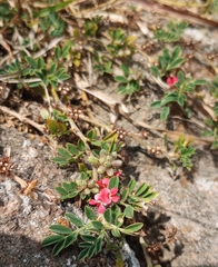 Indigofera linnaei