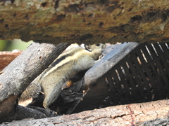 Tamiops mcclellandii