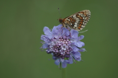 Melitaea parthenoides
