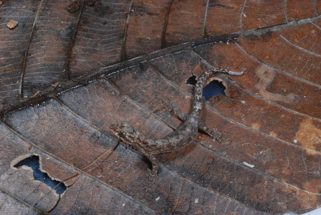 Oriental Scaly Toed Gecko In July 2008 By Eric N Rittmeyer · Inaturalist