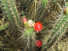 Corryocactus melanotrichus
