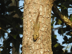 Tamiops mcclellandii