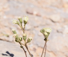 Parthenium incanum