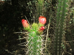 Corryocactus melanotrichus