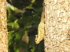 Tamiops mcclellandii