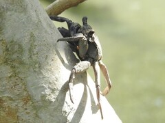 Episesarma versicolor