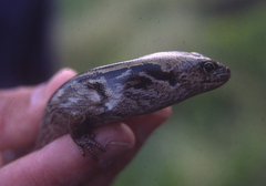 Oligosoma macgregori