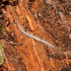 Hemiscolopendra marginata