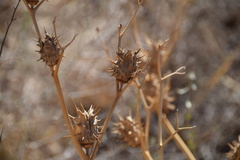 Datura quercifolia