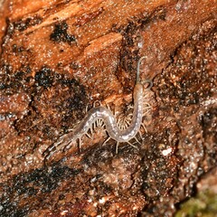 Hemiscolopendra marginata