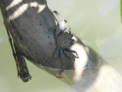 Episesarma versicolor