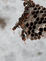 Polistes dorsalis dorsalis