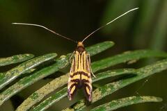 Nemophora ochsenheimerella