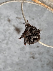 Polistes dorsalis dorsalis