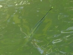 Zenarchopterus buffonis