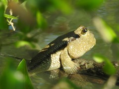 Periophthalmodon schlosseri