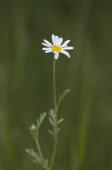 Anthemis ruthenica